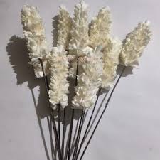 SOLA COLI HIGEN STICK
